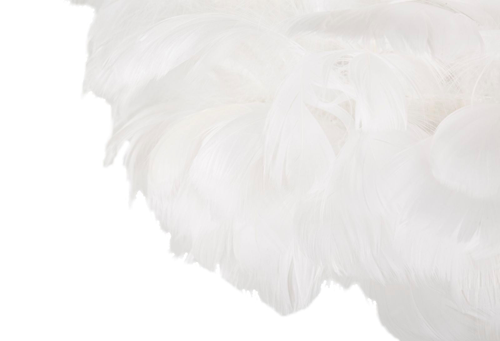 Product Image-2