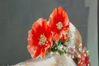 Product Image-2